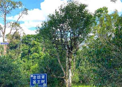 班章木茶：品种、特点、价格与功效全解析，包括300克王青饼