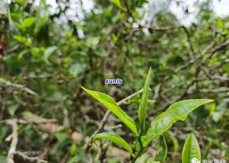 班章是哪个古茶山的代表性茶树品种？