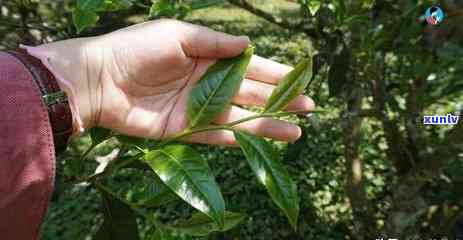 班章属于古六大茶山-班章属于六大茶山吗?