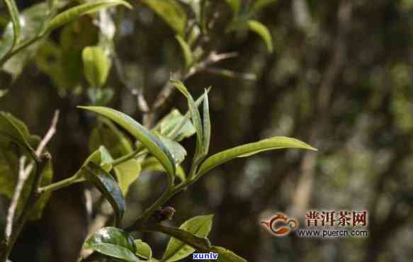 班章茶属于哪个茶区-班章茶简介