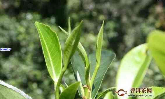 新班章古树茶有哪些特点，探秘新班章古树茶：特别特点解析