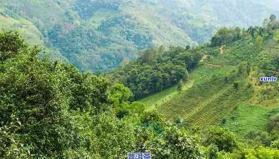 班章古树茶山在哪里-班章古树茶厂