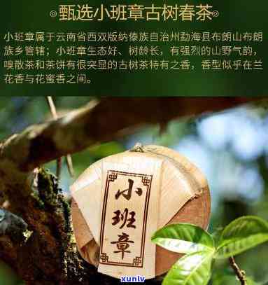 小班章茶是什么茶，解密茶叶世界：小班章茶是什么茶？