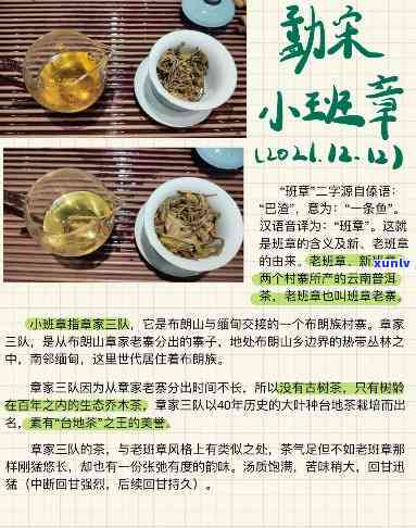 小班章茶是什么茶，解密茶叶世界：小班章茶是什么茶？