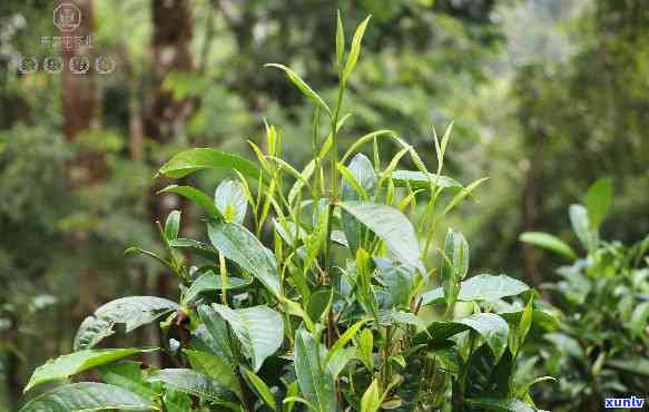 小班章茶产地在哪里-小班章茶是什么茶