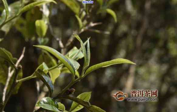 小班章茶产地在哪里-小班章茶是什么茶