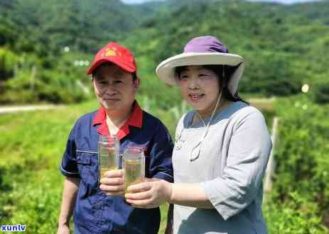 红茶茶叶树什么颜色好看，红茶茶叶树：哪种颜色最迷人？