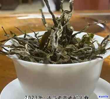 冰岛老树茶价格，探究冰岛老树茶的价格：一种珍贵的茶叶品种