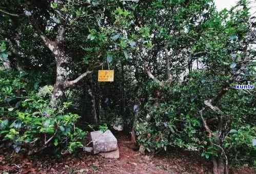 勐库冰岛古树精制茶厂，探寻古老韵味：勐库冰岛古树精制茶厂之旅