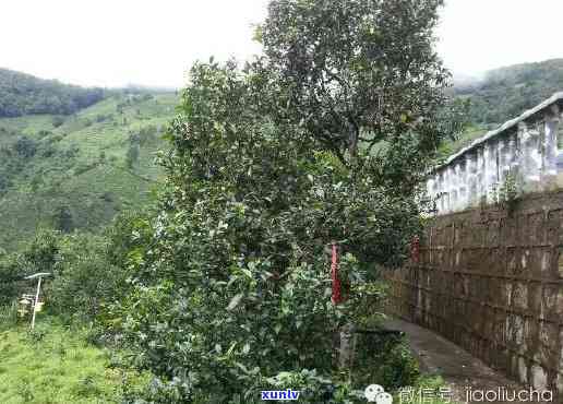 勐库冰岛古树精制茶厂，探寻古老韵味：勐库冰岛古树精制茶厂之旅