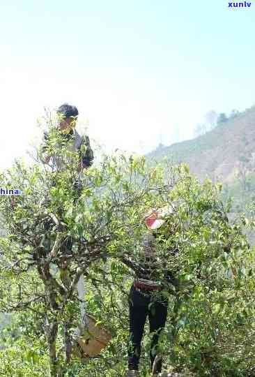 勐库冰岛古树精制茶厂，探寻古老韵味：勐库冰岛古树精制茶厂之旅