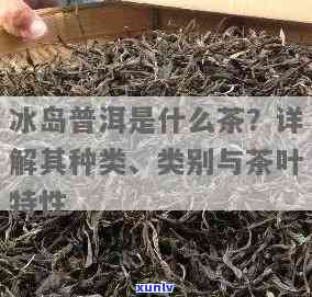 冰岛春茶是什么茶？种类、价格全面解析！