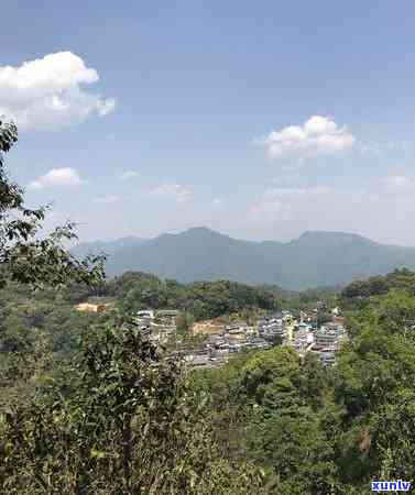 冰岛茶年份，探索冰岛茶的历与年份