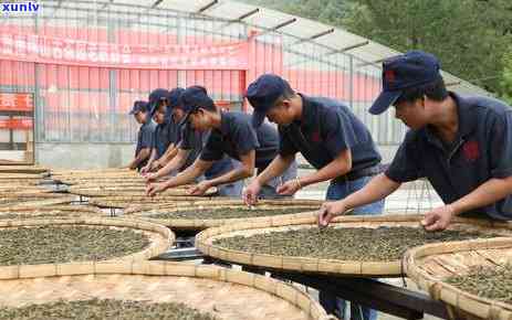 2016陈升茶王：价格、特点与收藏价值全面解析