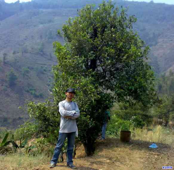 2014冰岛母树茶-冰岛母树普洱茶价格