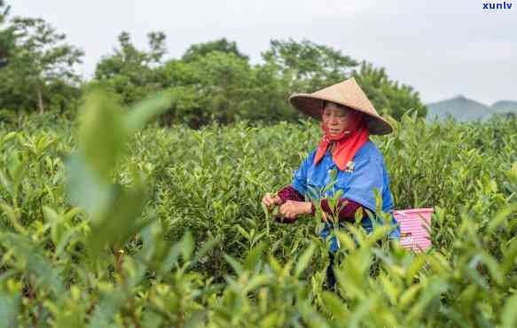 红茶叶可以晒太阳吗冬天，冬天能否将红茶叶放在阳光下晾晒？