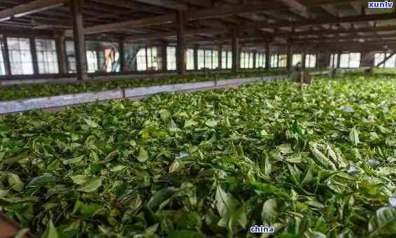 云南班章老寨茶业，探索高品质普洱茶：云南班章老寨茶业的制茶工艺与故事