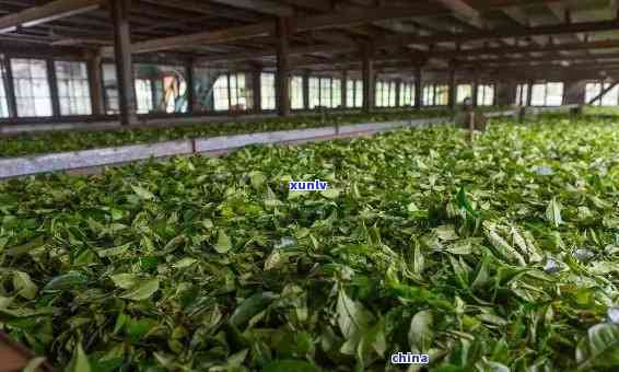 老班章古树茶厂，探索云南老班章古树茶的独特魅力与 *** 工艺