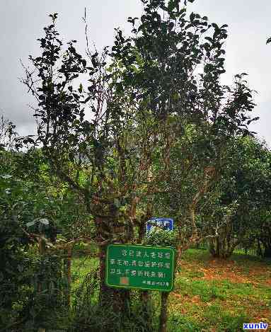 勐海县班章古茶基地，探访云南西双版纳：揭秘勐海县班章古茶基地