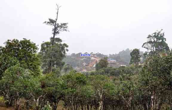 勐海县班章古茶基地，探访云南西双版纳：揭秘勐海县班章古茶基地