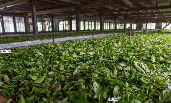 云南班章茶业，探索云南班章茶的魅力：一家专注于高品质茶叶生产的公司