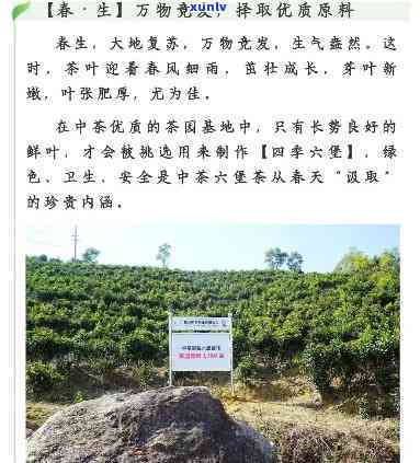 中茶六堡茶窖藏基地-中茶六堡茶窖藏基地在哪里