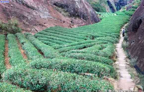 武夷山出产什么茶叶好？探索名茶之源