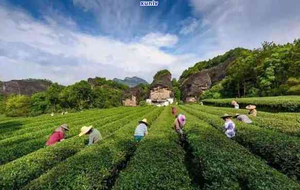 武夷山出产什么茶叶？探究当地最畅销与知名品种