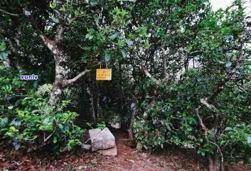 勐海县古茶源茶厂冰岛：探寻千年古树茶的历价值与市场价格