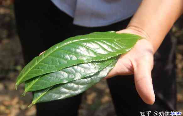 中茶六堡茶原叶大叶的区别，《深度解析：中茶六堡茶原叶与大叶有何区别？》