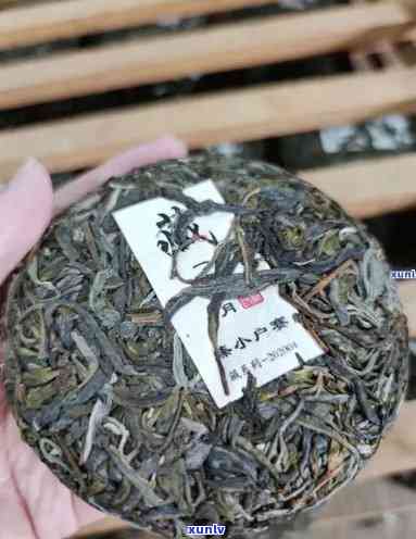 冰岛的古树茶：茶叶种类、品种及口感解析