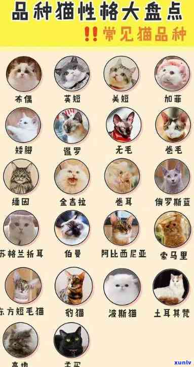 猫班章简介，探索猫的魅力：了解猫班章的简介