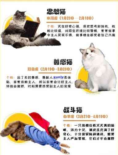 猫班章简介，探索猫的魅力：了解猫班章的简介