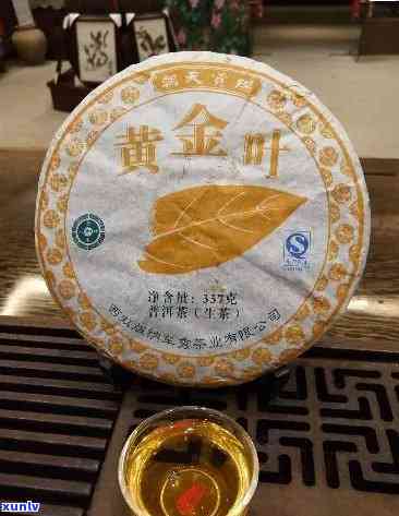 班章黄金叶生茶，品尝班章黄金叶：一场味蕾的宴