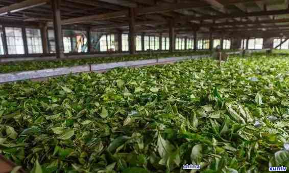 班章老树茶厂的茶怎么样，深度解析：班章老树茶厂的茶叶品质如何？