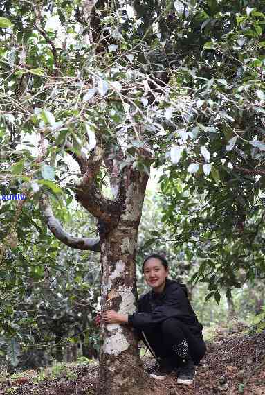 班章五寨拼配古树茶，品味原始森林的韵味：班章五寨拼配古树茶的魅力探究