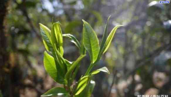 昔归古树茶的香气特点及冲泡 *** ，价格与地理位置解析