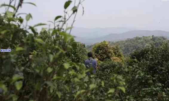 茗山行班章老树茶厂官网：探索悟道之旅，品味紫娟与普洱生茶的独特魅力，一探勐海班章老树茶厂的真实面貌。