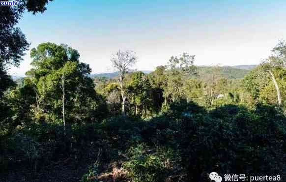 老班章布朗山，探秘古茶树王国：老班章布朗山的茶园之旅