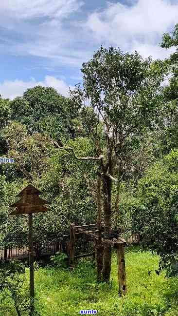 老班章布朗山，探秘古茶树王国：老班章布朗山的茶园之旅