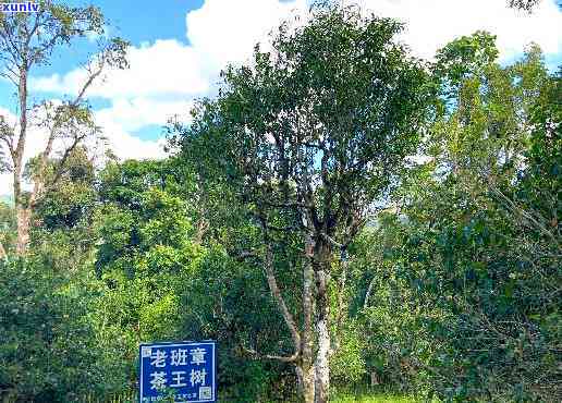 明班章木早春茶-2004年明茶厂班章木早春茶