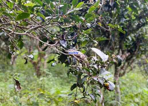 西双版纳勐海班章茶厂老曼峨，【珍品普洱】西双版纳 勐海 班章 茶厂 老曼峨 古树生茶 2021年新茶 熟茶压制 礼盒装 礼品佳品