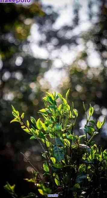 班章生态大树茶，探寻班章生态大树茶的魅力：一杯天然的绿色宝藏