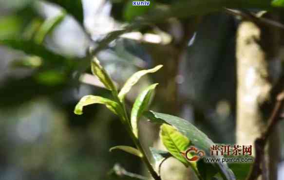 竹子古树熟茶特点：2020年售价330元/斤，2021年春茶价格已出