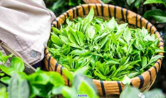 肇庆有什么茶叶，探寻肇庆之美：揭秘当地特色茶叶