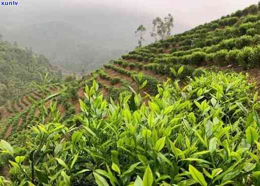 肇庆有什么茶叶，探寻肇庆之美：揭秘当地特色茶叶