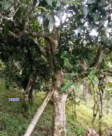 布朗茶山的老班章：古树茶的价格、品种与历