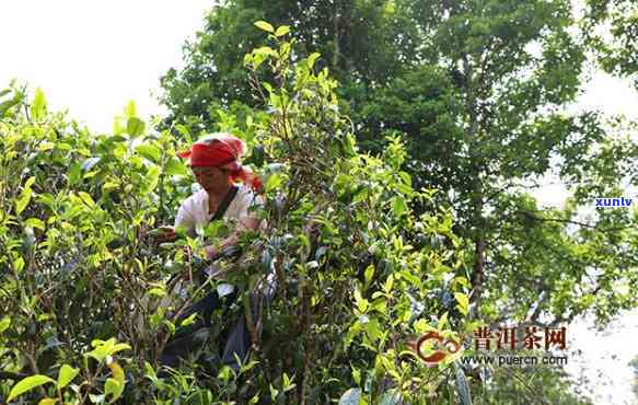 兴海班章木生态茶：从野生茶到老树熟茶的全面解析