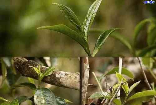 班章木茶与老班章的区别：从树种、口感、历背景全方位解析