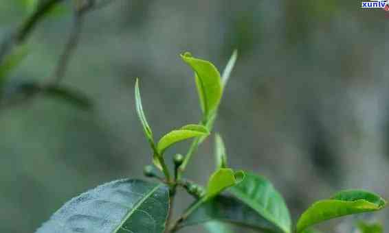 深入解析：布朗茶和班章茶的区别，从产地、口感到品质的全面比较